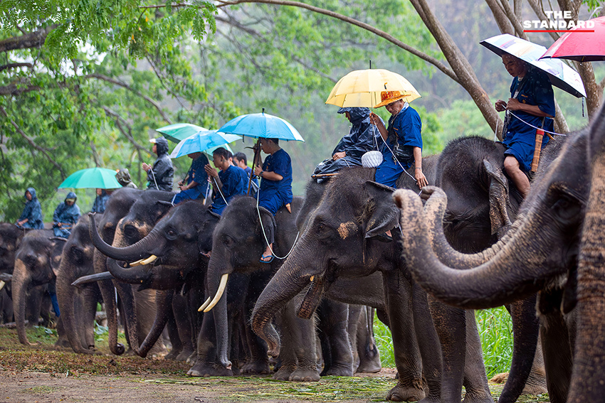 ภาพช้างไทยกำลังรับประทานขันโตกผลไม้และพืชผักหลากหลายในงานวันช้างไทย ณ ศูนย์อนุรักษ์ช้างไทย จังหวัดลำปาง 8
