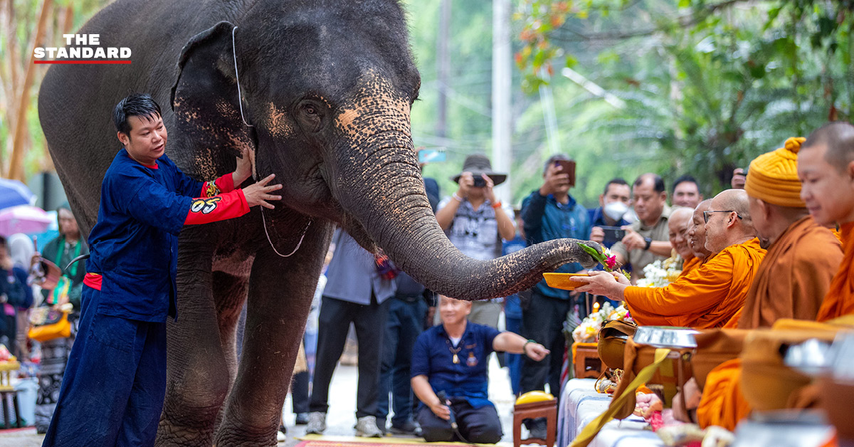 ภาพช้างไทยกำลังรับประทานขันโตกผลไม้และพืชผักหลากหลายในงานวันช้างไทย ณ ศูนย์อนุรักษ์ช้างไทย จังหวัดลำปาง