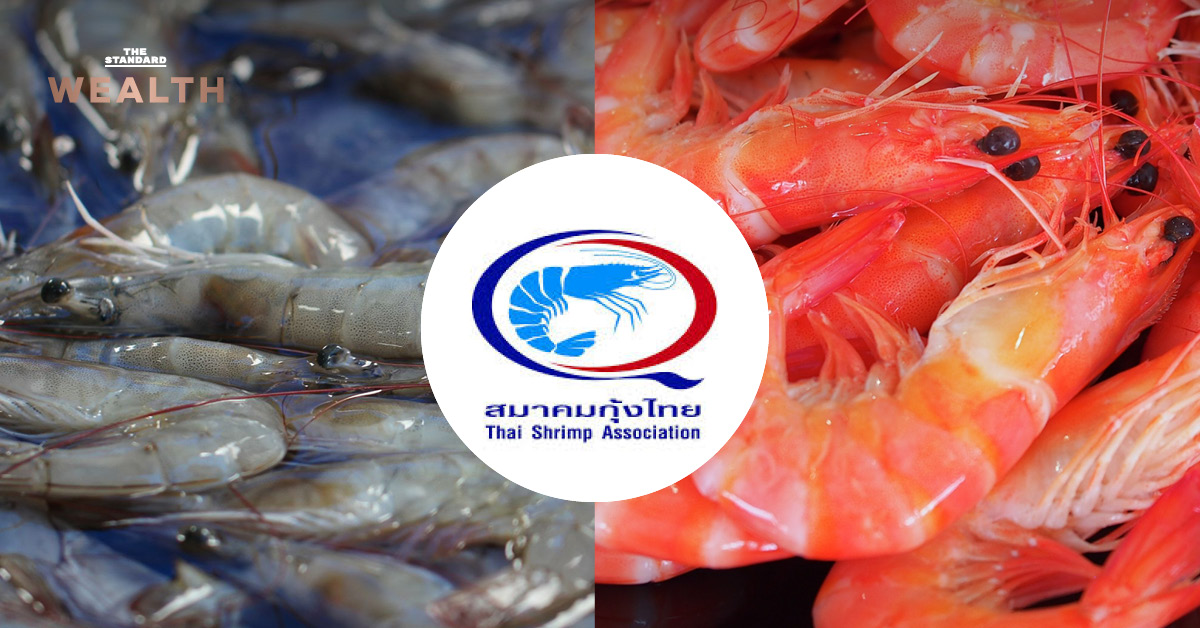 กุ้งไทยในบ่อเลี้ยงแสดงถึงความอุดมสมบูรณ์และการส่งออกที่แข็งแกร่ง
