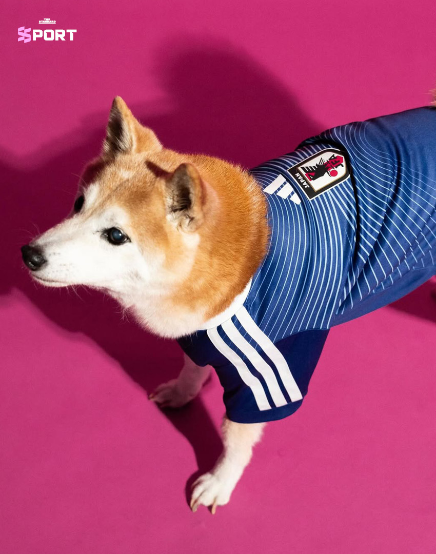 ภาพสัตว์เลี้ยงสวมใส่เสื้อฟุตบอลโลก 2026 คอลเลกชันใหม่ของ adidas 4