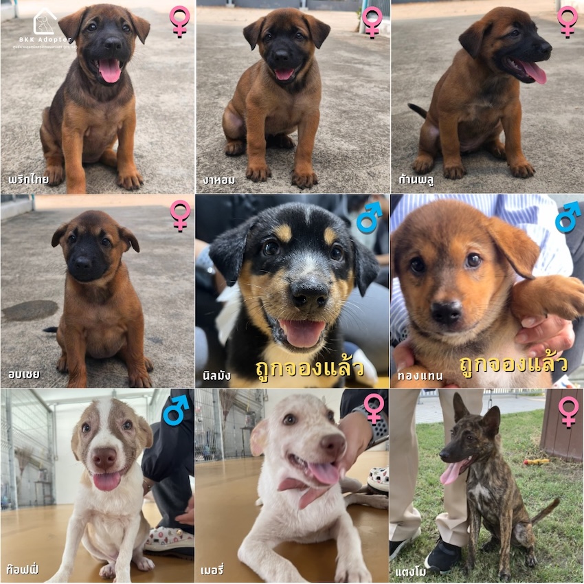 สุนัขและแมวที่ศูนย์ควบคุมสุนัขกรุงเทพมหานคร (ประเวศ) กำลังรอการอุปการะ 1