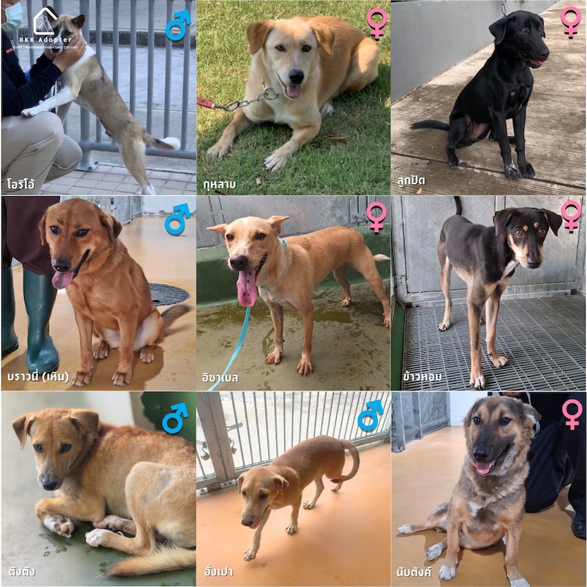 สุนัขและแมวที่ศูนย์ควบคุมสุนัขกรุงเทพมหานคร (ประเวศ) กำลังรอการอุปการะ 2