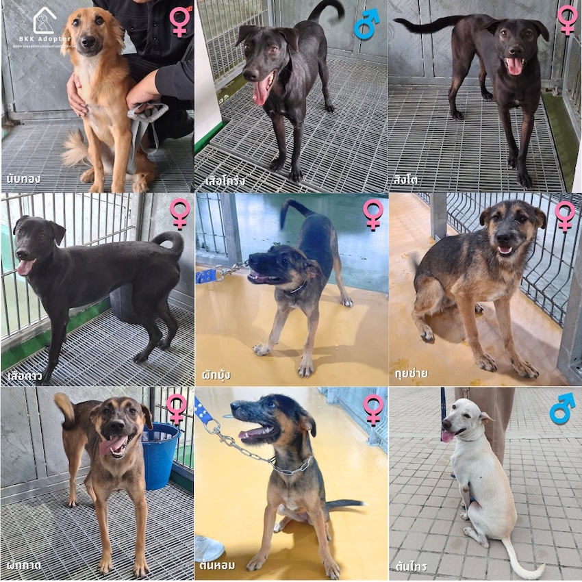 สุนัขและแมวที่ศูนย์ควบคุมสุนัขกรุงเทพมหานคร (ประเวศ) กำลังรอการอุปการะ 3
