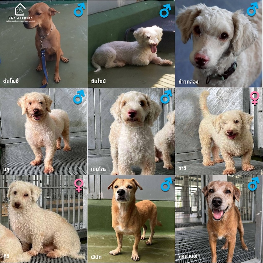 สุนัขและแมวที่ศูนย์ควบคุมสุนัขกรุงเทพมหานคร (ประเวศ) กำลังรอการอุปการะ 4