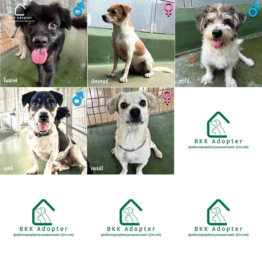 สุนัขและแมวที่ศูนย์ควบคุมสุนัขกรุงเทพมหานคร (ประเวศ) กำลังรอการอุปการะ 5
