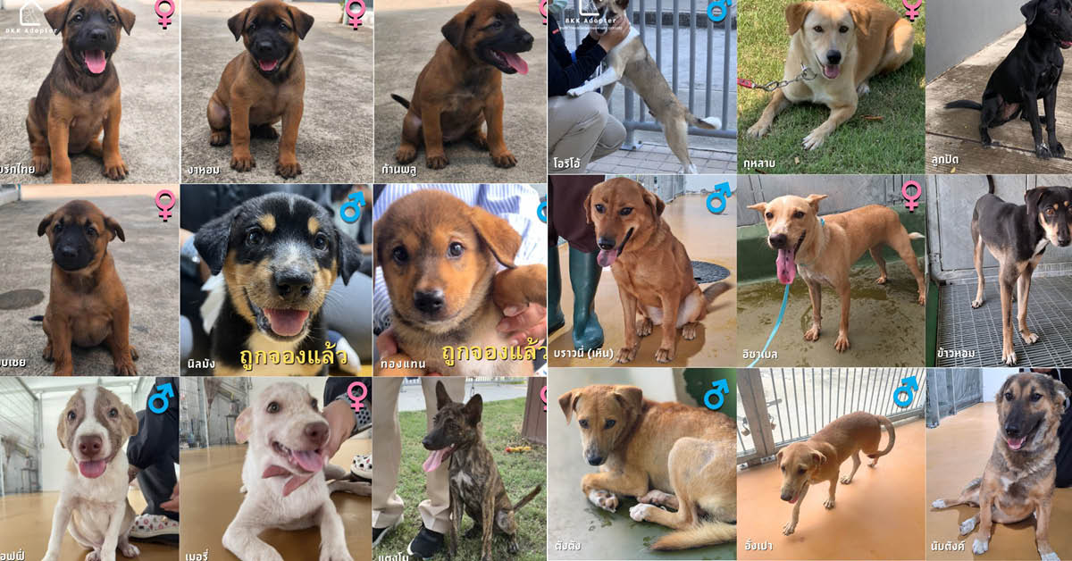 สุนัขและแมวที่ศูนย์ควบคุมสุนัขกรุงเทพมหานคร (ประเวศ) กำลังรอการอุปการะ