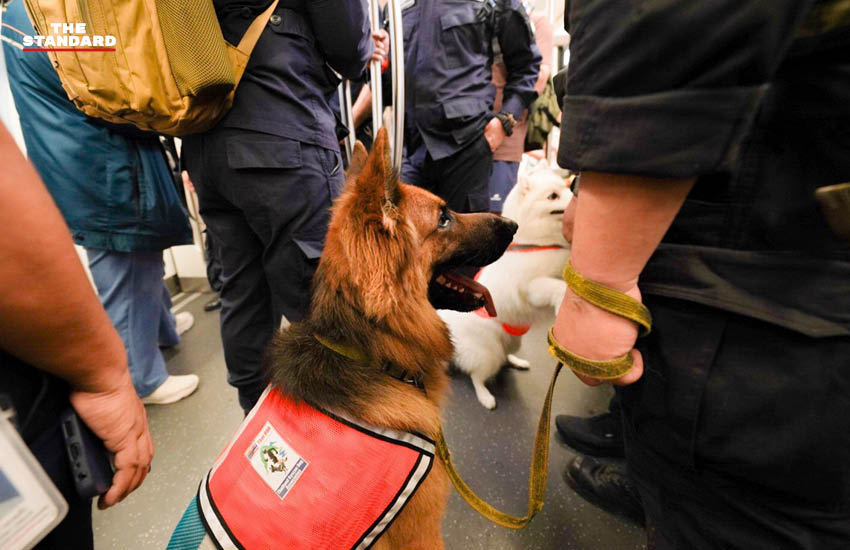 ทีม K9 USAR Thailand ฝึกซ้อมเคลื่อนย้ายกำลังพลพร้อมสุนัข K9 บนระบบรถไฟฟ้าบีทีเอส 3