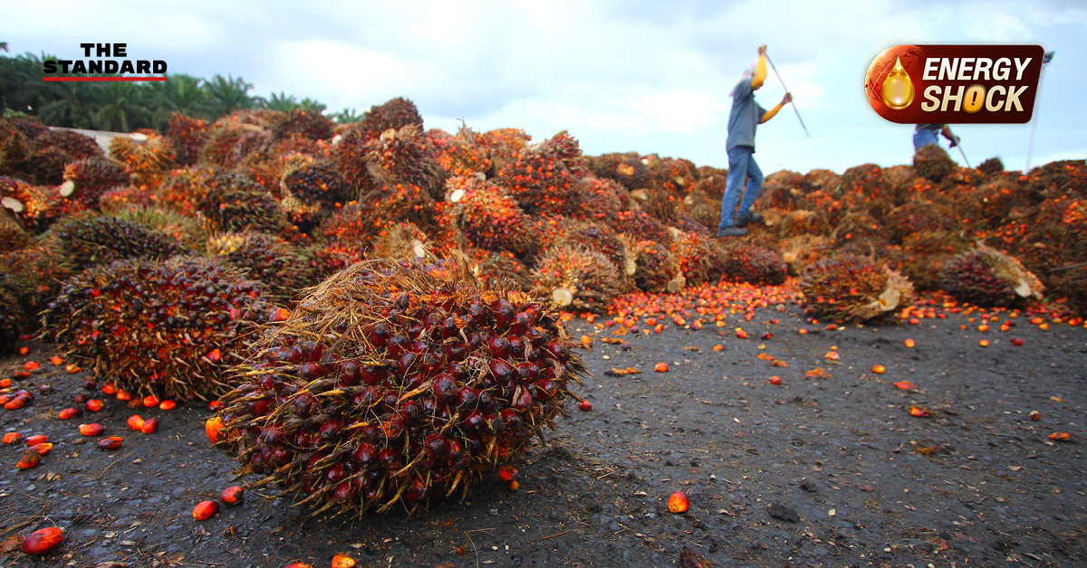 น้ำมันปาล์มดิบ