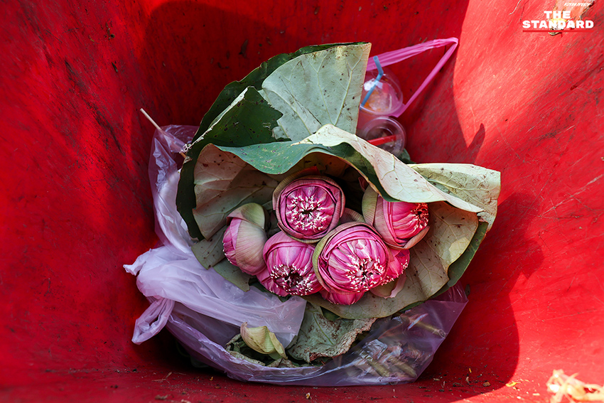 วัยรุ่น Gen Z ถ่ายภาพกับดอกบัวพับที่ สะพานพุทธ โดยมีถังขยะสำหรับแยกดอกบัวเพื่อทำปุ๋ย 14