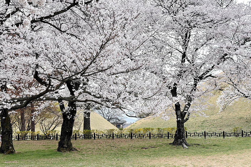 นักวิ่งมาราธอนวิ่งท่ามกลางดอกพ็อดกด (Cherry Blossom) บานสะพรั่งที่เมืองคยองจู ประเทศเกาหลีใต้ 1