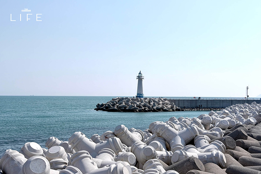 นักวิ่งมาราธอนวิ่งท่ามกลางดอกพ็อดกด (Cherry Blossom) บานสะพรั่งที่เมืองคยองจู ประเทศเกาหลีใต้ 16