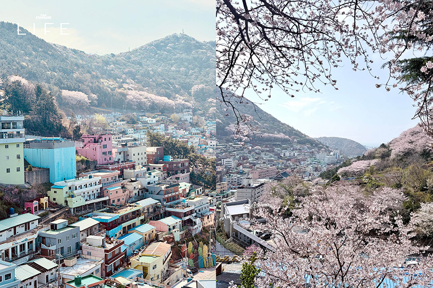 นักวิ่งมาราธอนวิ่งท่ามกลางดอกพ็อดกด (Cherry Blossom) บานสะพรั่งที่เมืองคยองจู ประเทศเกาหลีใต้ 19