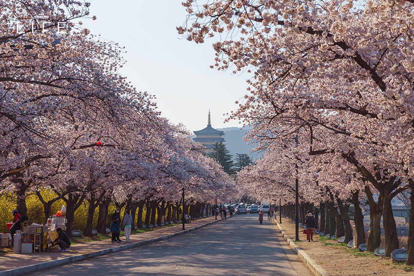 นักวิ่งมาราธอนวิ่งท่ามกลางดอกพ็อดกด (Cherry Blossom) บานสะพรั่งที่เมืองคยองจู ประเทศเกาหลีใต้ 2