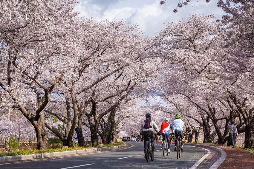 นักวิ่งมาราธอนวิ่งท่ามกลางดอกพ็อดกด (Cherry Blossom) บานสะพรั่งที่เมืองคยองจู ประเทศเกาหลีใต้ 21
