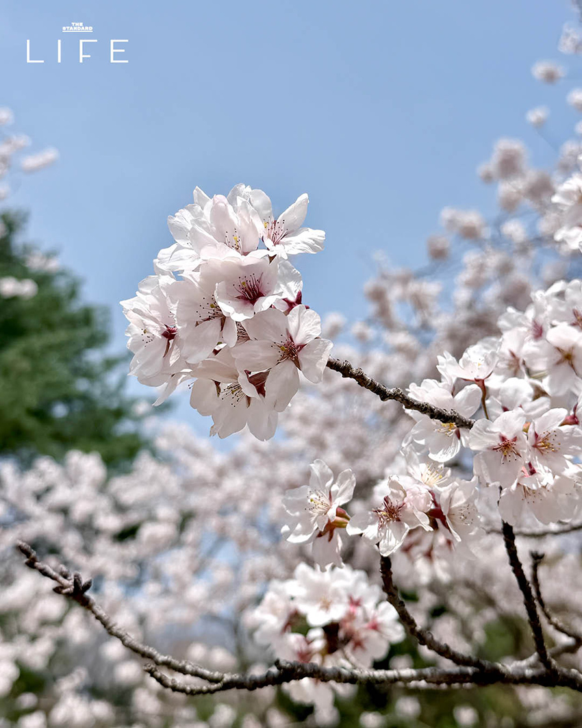 นักวิ่งมาราธอนวิ่งท่ามกลางดอกพ็อดกด (Cherry Blossom) บานสะพรั่งที่เมืองคยองจู ประเทศเกาหลีใต้ 3