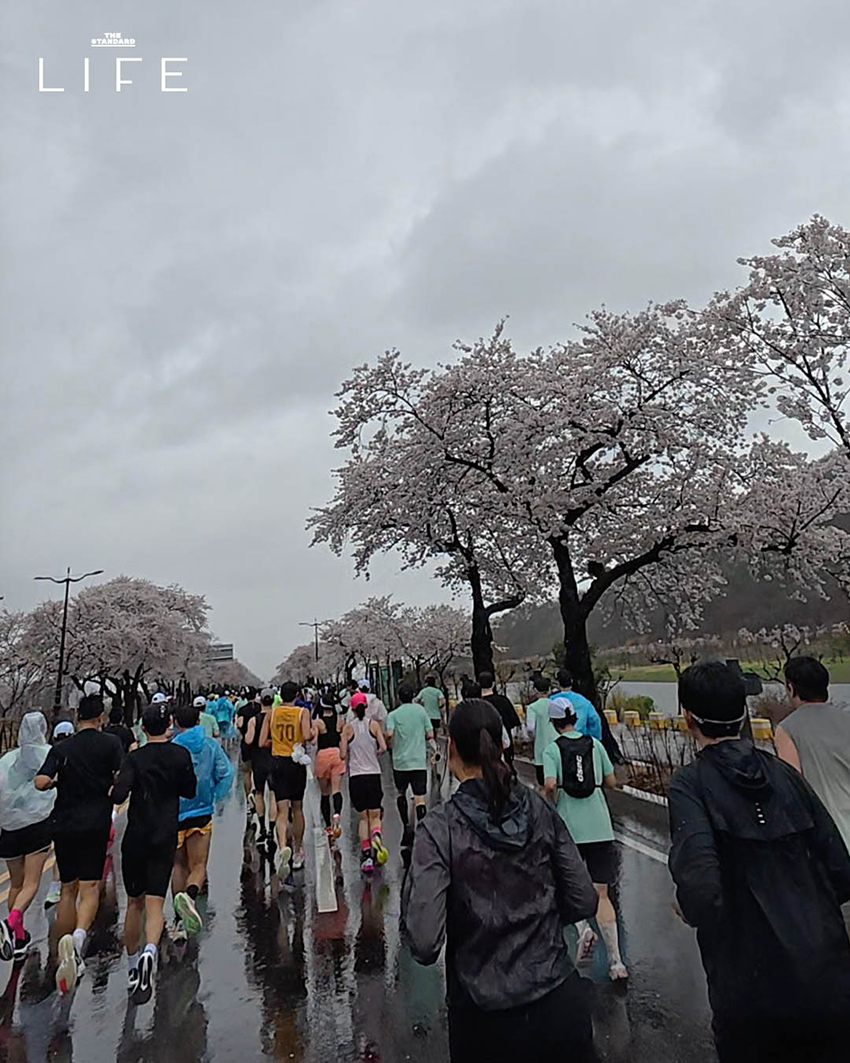 นักวิ่งมาราธอนวิ่งท่ามกลางดอกพ็อดกด (Cherry Blossom) บานสะพรั่งที่เมืองคยองจู ประเทศเกาหลีใต้ 5