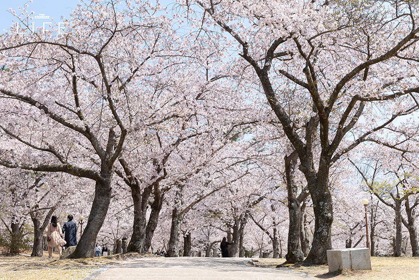 นักวิ่งมาราธอนวิ่งท่ามกลางดอกพ็อดกด (Cherry Blossom) บานสะพรั่งที่เมืองคยองจู ประเทศเกาหลีใต้ 8