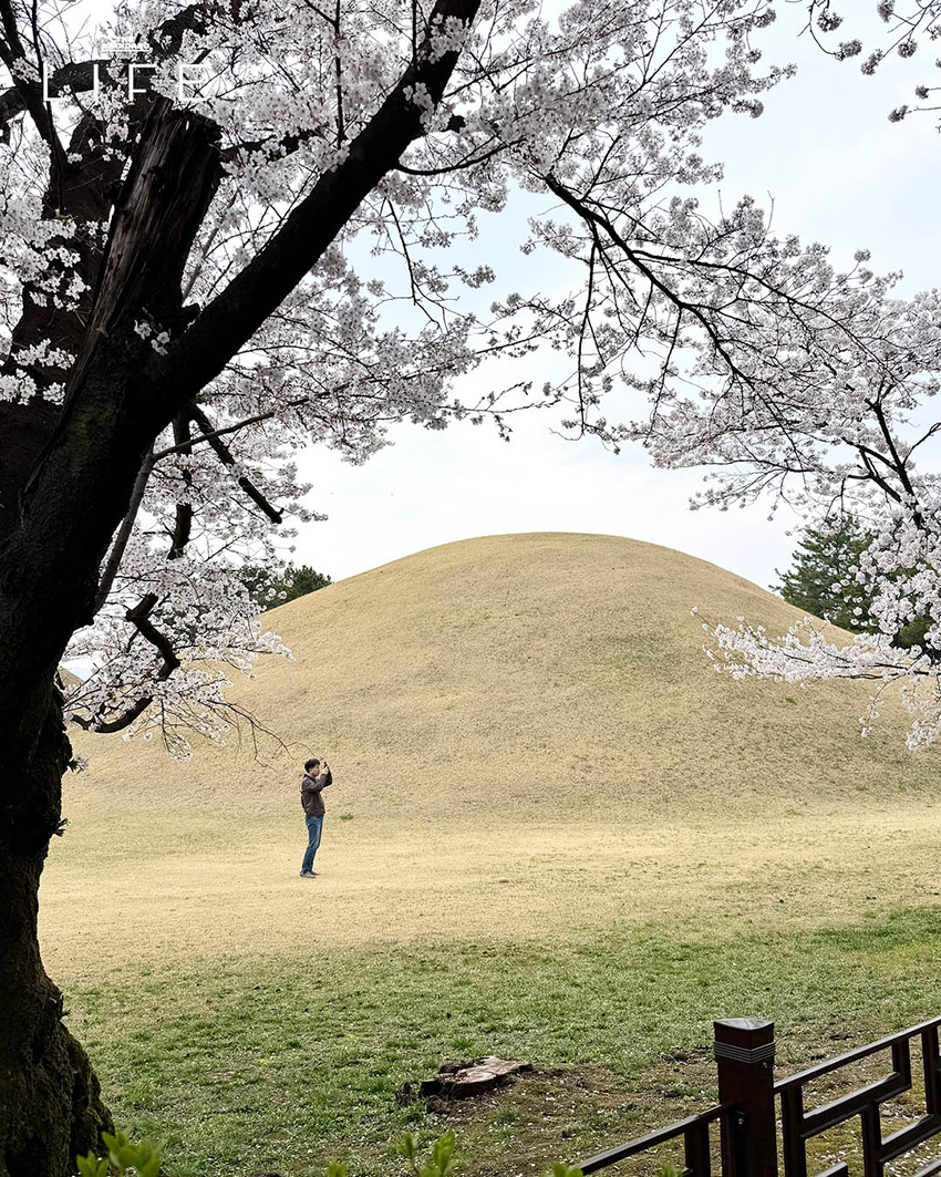 นักวิ่งมาราธอนวิ่งท่ามกลางดอกพ็อดกด (Cherry Blossom) บานสะพรั่งที่เมืองคยองจู ประเทศเกาหลีใต้ 9