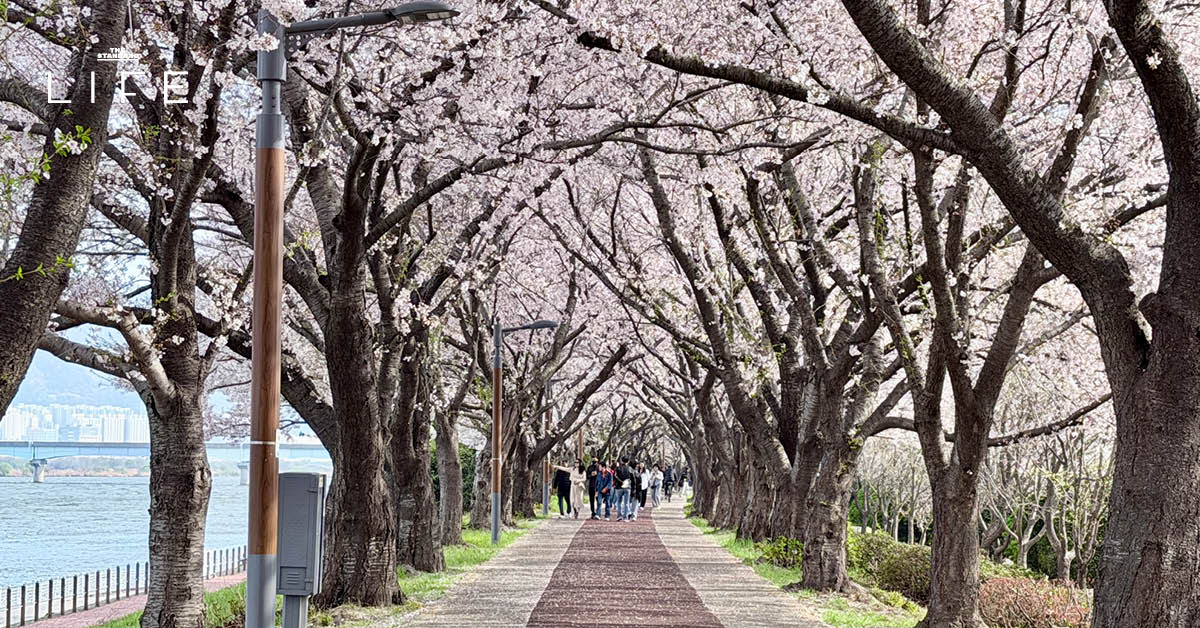 นักวิ่งมาราธอนวิ่งท่ามกลางดอกพ็อดกด (Cherry Blossom) บานสะพรั่งที่เมืองคยองจู ประเทศเกาหลีใต้