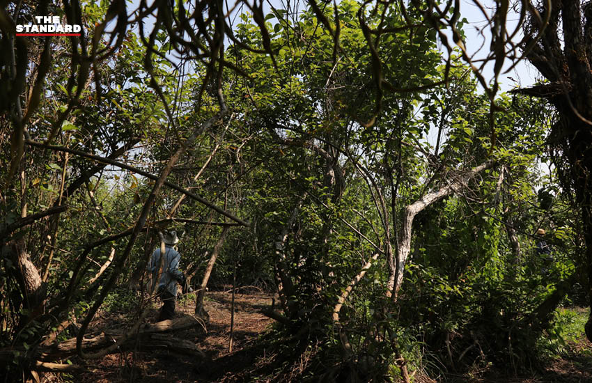 ภาพมุมสูงเวียงหนองหล่ม แสดงถึงการเปลี่ยนแปลงจากพื้นที่ชุ่มน้ำสู่โครงการอ่างเก็บน้ำขนาดใหญ่ 1