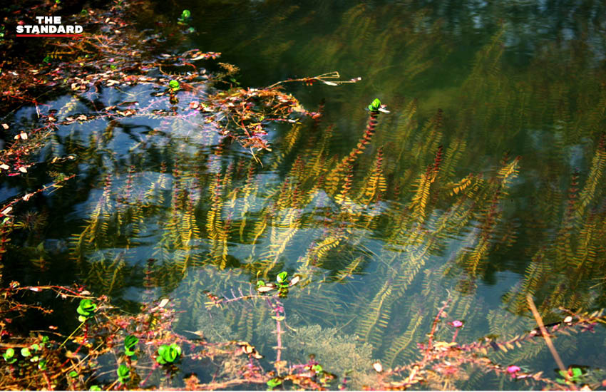 ภาพมุมสูงเวียงหนองหล่ม แสดงถึงการเปลี่ยนแปลงจากพื้นที่ชุ่มน้ำสู่โครงการอ่างเก็บน้ำขนาดใหญ่ 4