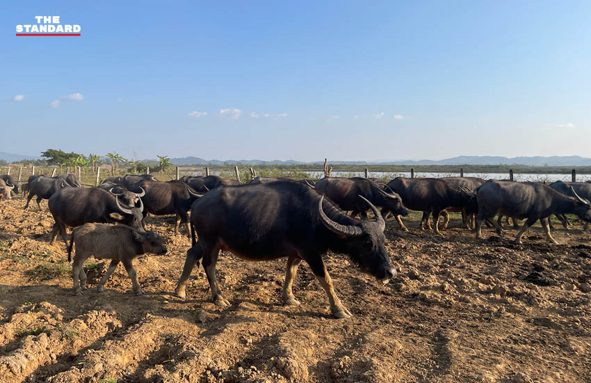ภาพมุมสูงเวียงหนองหล่ม แสดงถึงการเปลี่ยนแปลงจากพื้นที่ชุ่มน้ำสู่โครงการอ่างเก็บน้ำขนาดใหญ่ 5