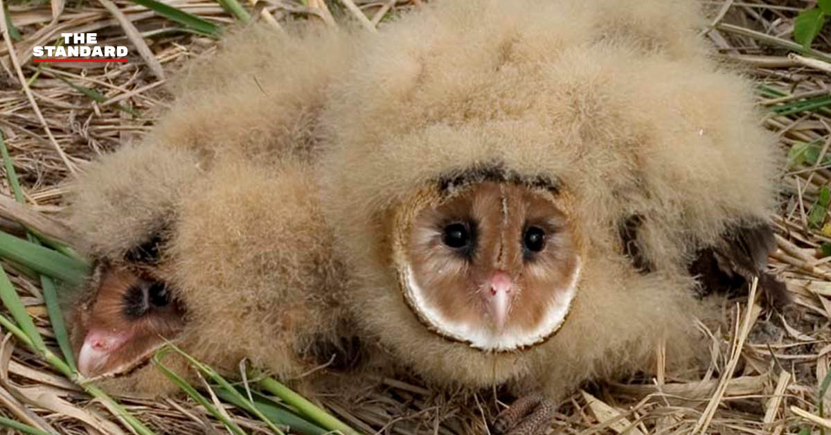 ภาพมุมสูงเวียงหนองหล่ม แสดงถึงการเปลี่ยนแปลงจากพื้นที่ชุ่มน้ำสู่โครงการอ่างเก็บน้ำขนาดใหญ่