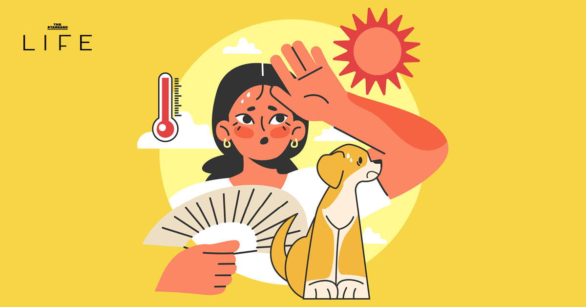 สุนัขและแมว แสดงอาการ 'ฮีตสโตรก' ในช่วงหน้าร้อน พร้อมคำแนะนำการปฐมพยาบาล