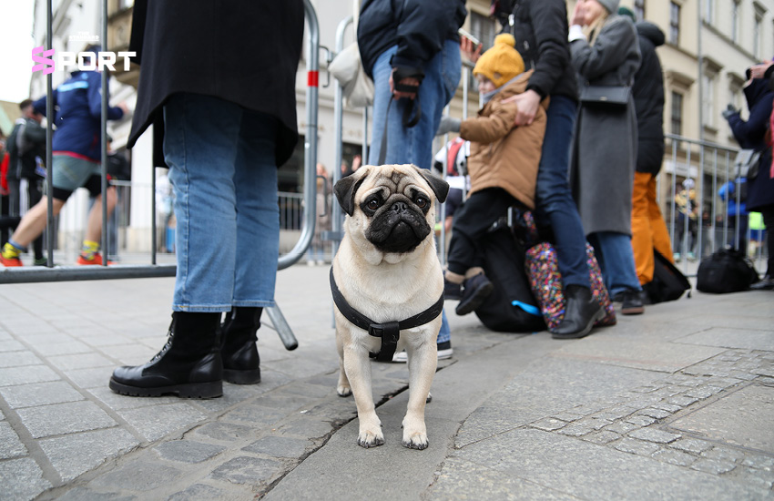 นักวิ่งออกกำลังกายร่วมกับสุนัขคู่ใจในกิจกรรมวิ่ง 3