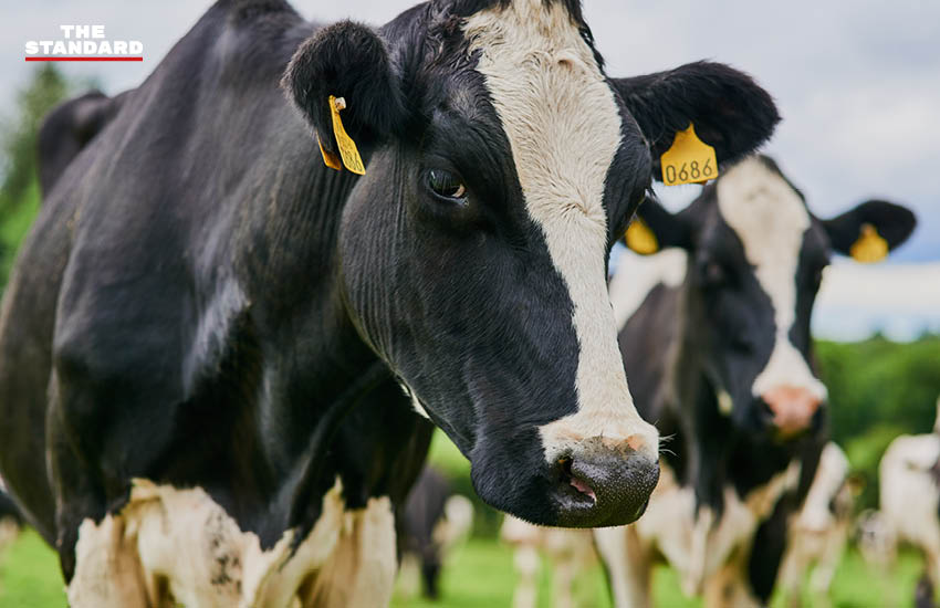 ภาพแสดงความสำเร็จของบริษัท Silicon Craft ผู้พัฒนาและออกแบบไมโครชิพ IC ระดับโลกจากประเทศไทย 1