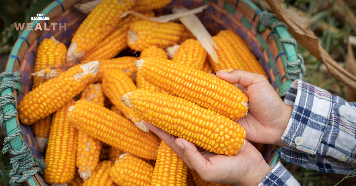 เกษตรกรหญิงกำลังเก็บเกี่ยวข้าวโพด ท่ามกลางวิกฤตต้นทุนพุ่งและสภาพคล่องตึงตัวของเกษตรกร สหรัฐฯ ซึ่งนำไปสู่การลดปลูกข้าวโพด และอาจกระทบห่วงโซ่อาหารโลก