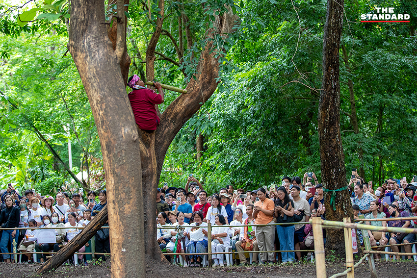 ภาพบรรยากาศพิธีเลี้ยงดง บวงสรวงปู่แสะ-ย่าแสะ ที่ดอยสุเทพ-ปุย จังหวัดเชียงใหม่ 3