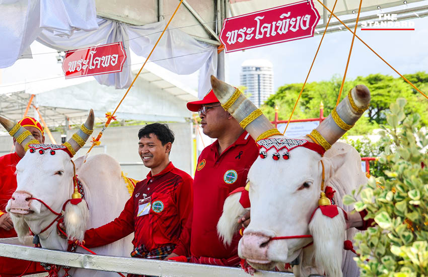 ประชาชนกำลังเก็บเมล็ดพันธุ์ข้าวพระราชทานบริเวณมณฑลพิธีท้องสนามหลวงหลังเสร็จสิ้นพระราชพิธีพืชมงคล 1