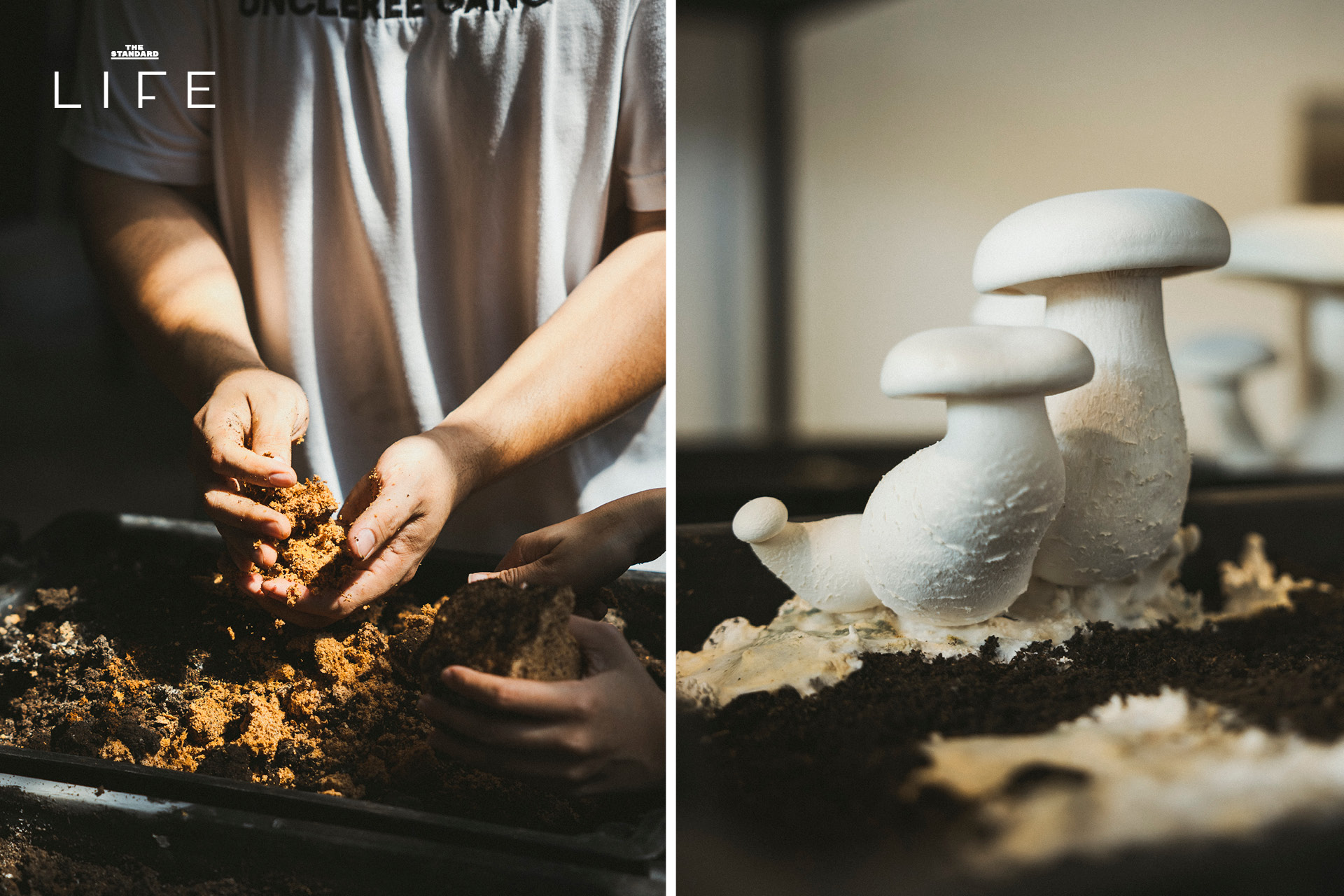 ภาพมุมสูงของ Uncleree Farm ฟาร์มเห็ดและร้านอาหารกลางกรุง เน้นย้ำความยั่งยืนและการจัดการขยะอาหาร 4