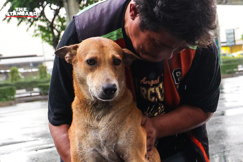 ภาพพี่วินจตุจักรกำลังกอดปลอบสุนัขที่ตื่นกลัวเสียงฟ้าร้องท่ามกลางสายฝน 2