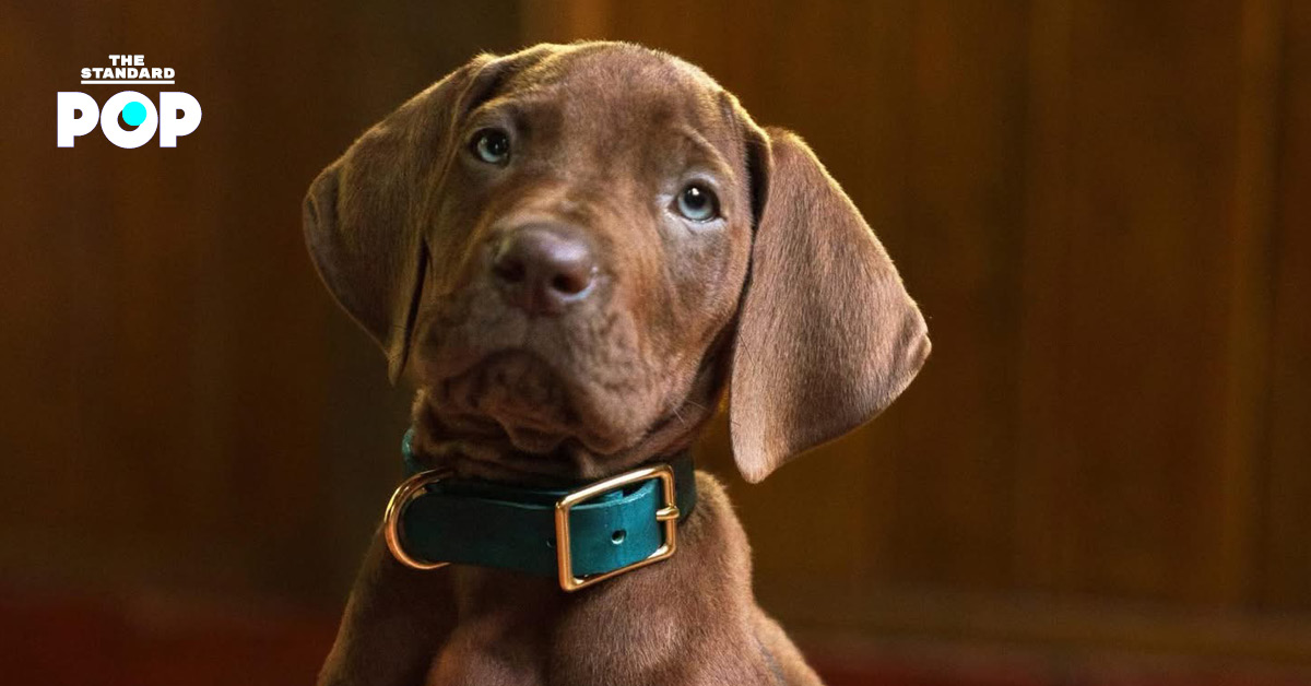 Netflix เผยตัวอย่างแรกของซีรีส์ Scooby-Doo ฉบับไลฟ