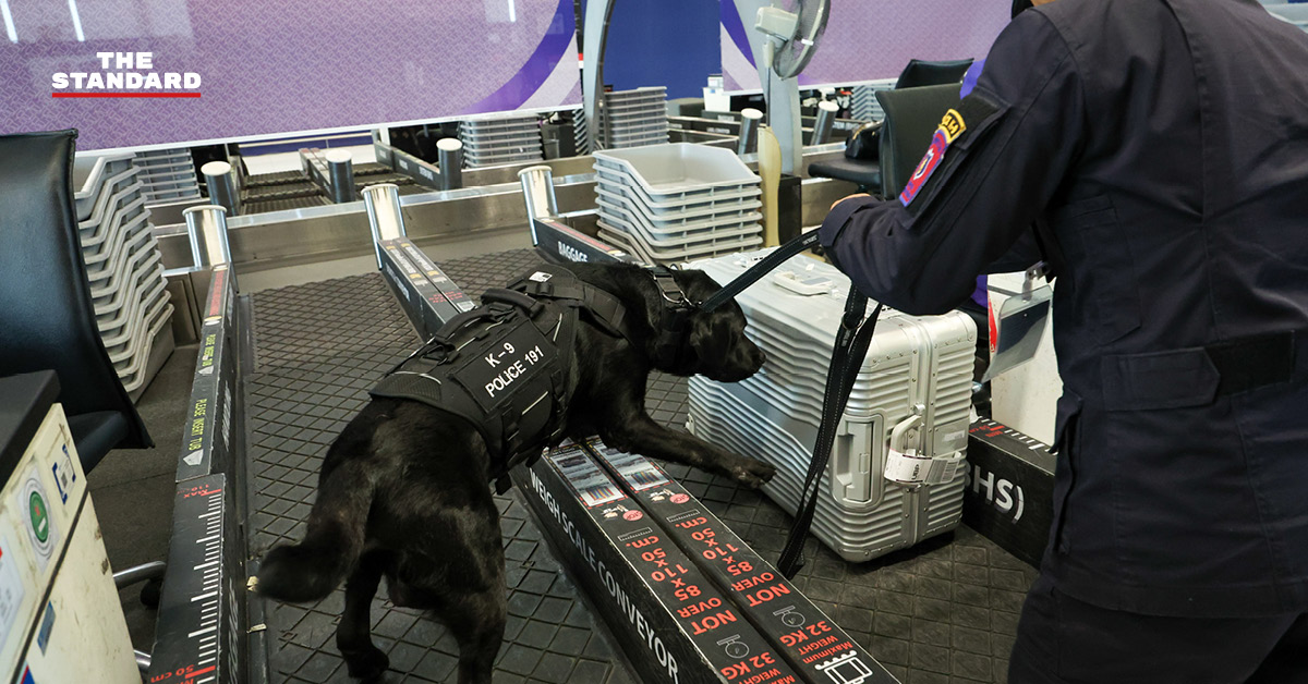 สุนัข K-9 กำลังปฏิบัติหน้าที่ตรวจค้นสัมภาระที่ท่าอากาศยานสุวรรณภูมิ