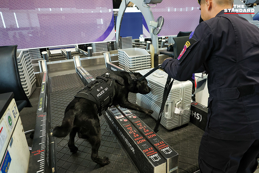 สุนัข K-9 กำลังปฏิบัติหน้าที่ตรวจค้นสัมภาระที่ท่าอากาศยานสุวรรณภูมิ 1