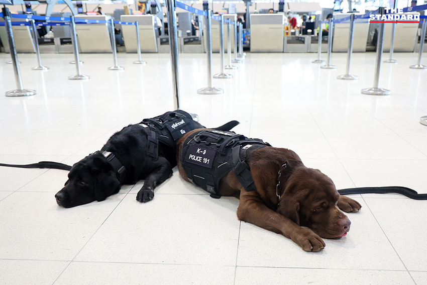 สุนัข K-9 กำลังปฏิบัติหน้าที่ตรวจค้นสัมภาระที่ท่าอากาศยานสุวรรณภูมิ 10