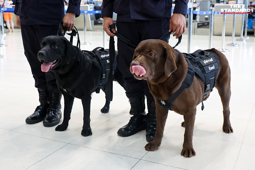 สุนัข K-9 กำลังปฏิบัติหน้าที่ตรวจค้นสัมภาระที่ท่าอากาศยานสุวรรณภูมิ 2