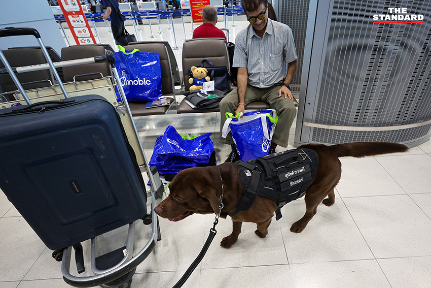 สุนัข K-9 กำลังปฏิบัติหน้าที่ตรวจค้นสัมภาระที่ท่าอากาศยานสุวรรณภูมิ 3