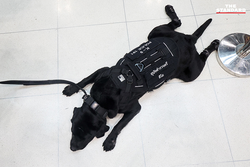 สุนัข K-9 กำลังปฏิบัติหน้าที่ตรวจค้นสัมภาระที่ท่าอากาศยานสุวรรณภูมิ 5