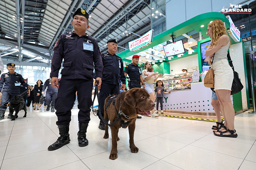 สุนัข K-9 กำลังปฏิบัติหน้าที่ตรวจค้นสัมภาระที่ท่าอากาศยานสุวรรณภูมิ 6