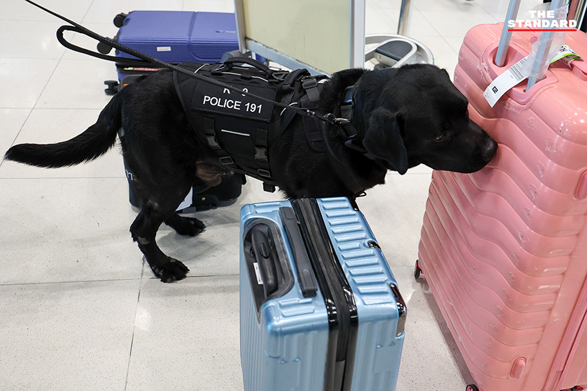 สุนัข K-9 กำลังปฏิบัติหน้าที่ตรวจค้นสัมภาระที่ท่าอากาศยานสุวรรณภูมิ 8