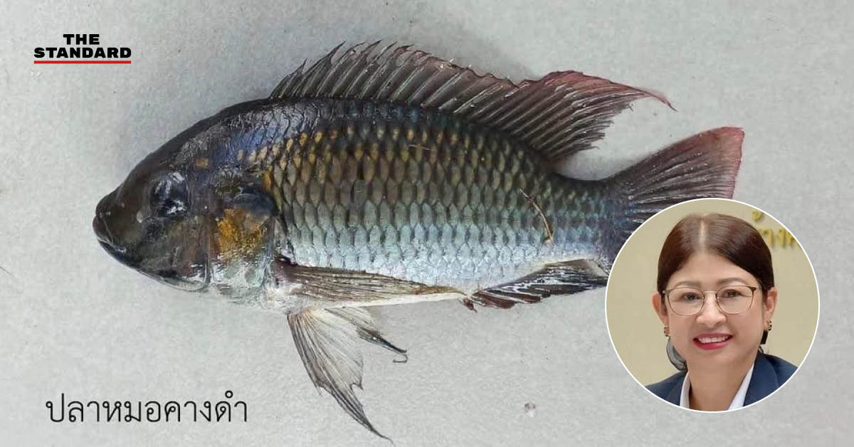 ภาพอธิบดีกรมประมงชี้แจงกรณีปลากระป๋อง