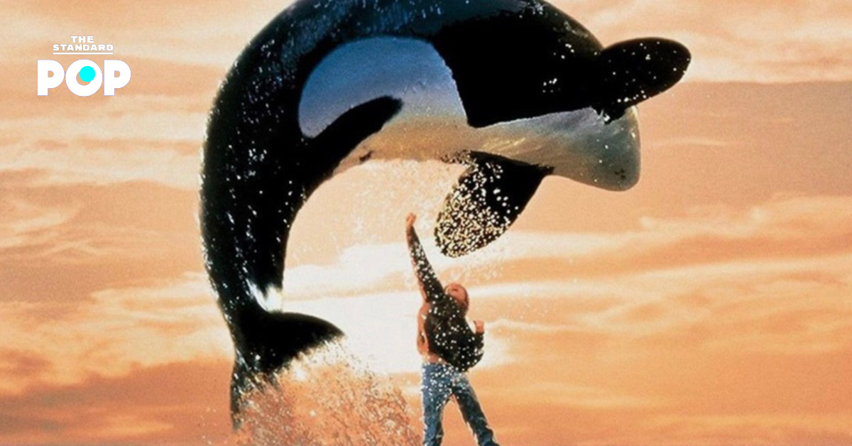 ภาพจากภาพยนตร์ Free Willy แสดงวาฬเพชรฆาต Willy กำลังกระโดด
