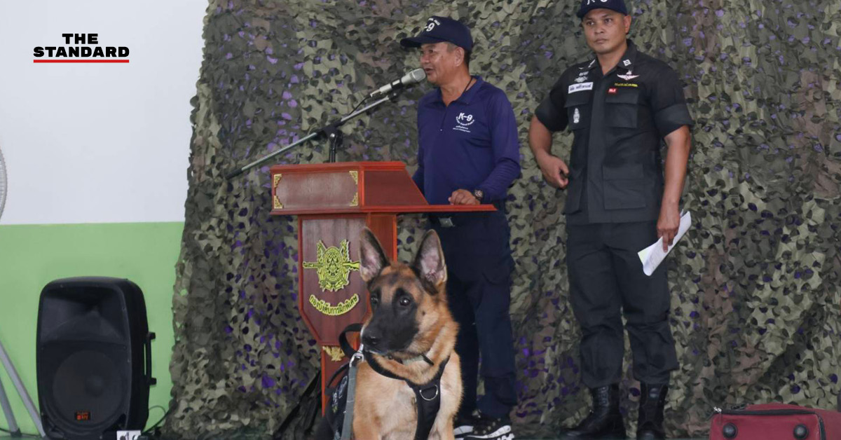 สุนัขตำรวจ K9 กำลังฝึกดมกลิ่นค้นหาระเบิดและยาเสพติด โดยมีครูฝึกดูแลอย่างใกล้ชิด