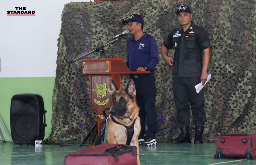 สุนัขตำรวจ K9 กำลังฝึกดมกลิ่นค้นหาระเบิดและยาเสพติด โดยมีครูฝึกดูแลอย่างใกล้ชิด 1