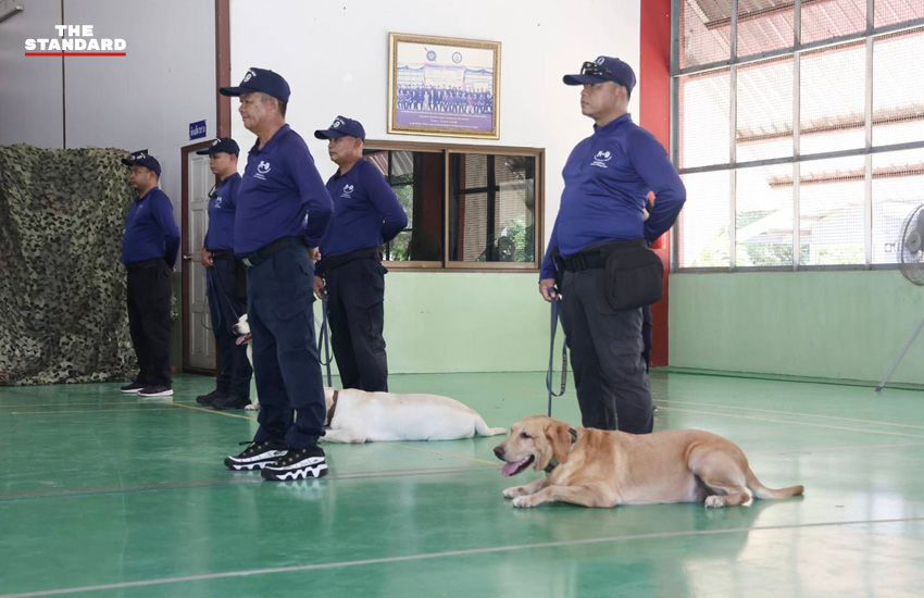 สุนัขตำรวจ K9 กำลังฝึกดมกลิ่นค้นหาระเบิดและยาเสพติด โดยมีครูฝึกดูแลอย่างใกล้ชิด 2