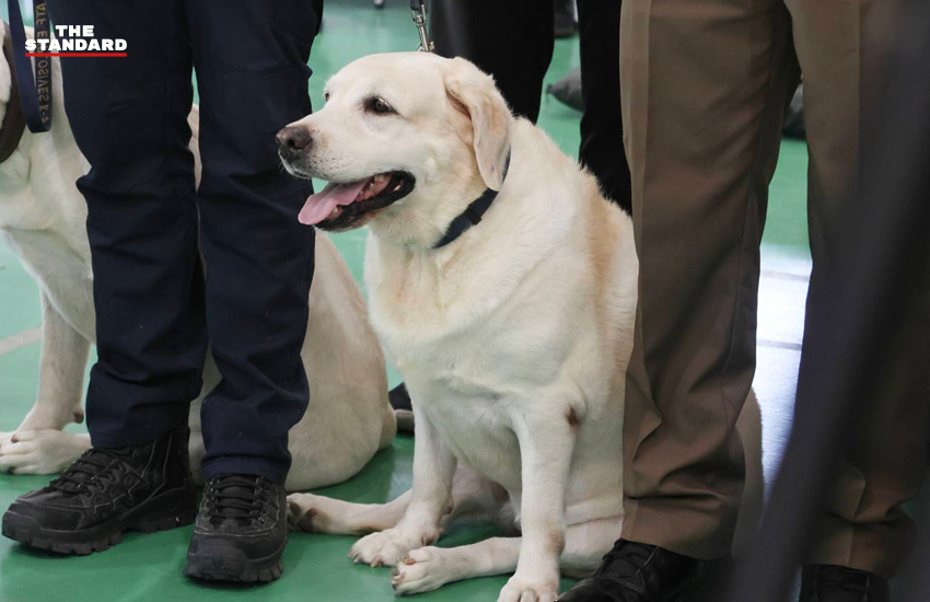 สุนัขตำรวจ K9 กำลังฝึกดมกลิ่นค้นหาระเบิดและยาเสพติด โดยมีครูฝึกดูแลอย่างใกล้ชิด 3